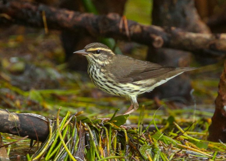 Northern Waterthrush