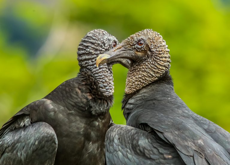 Black Vulture