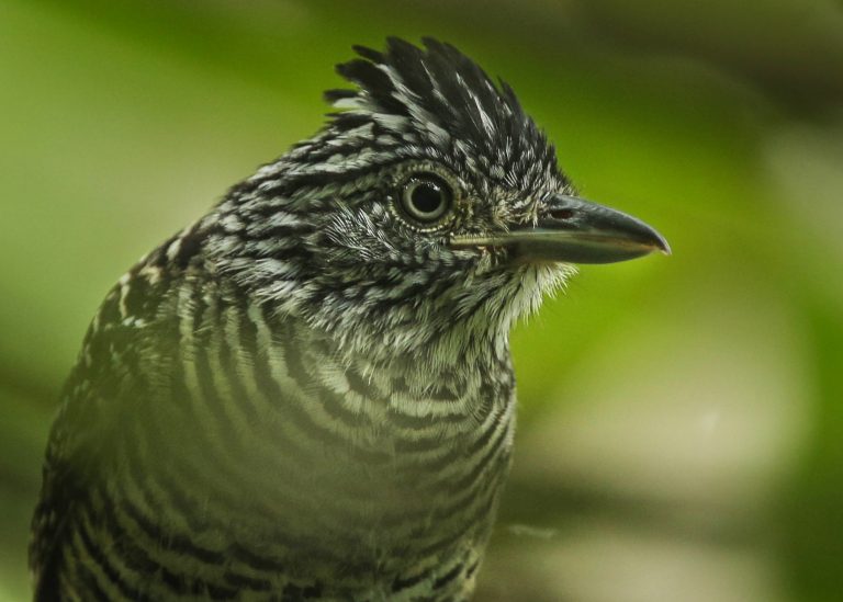 Barred Antshrike