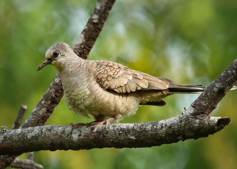 Inca Dove