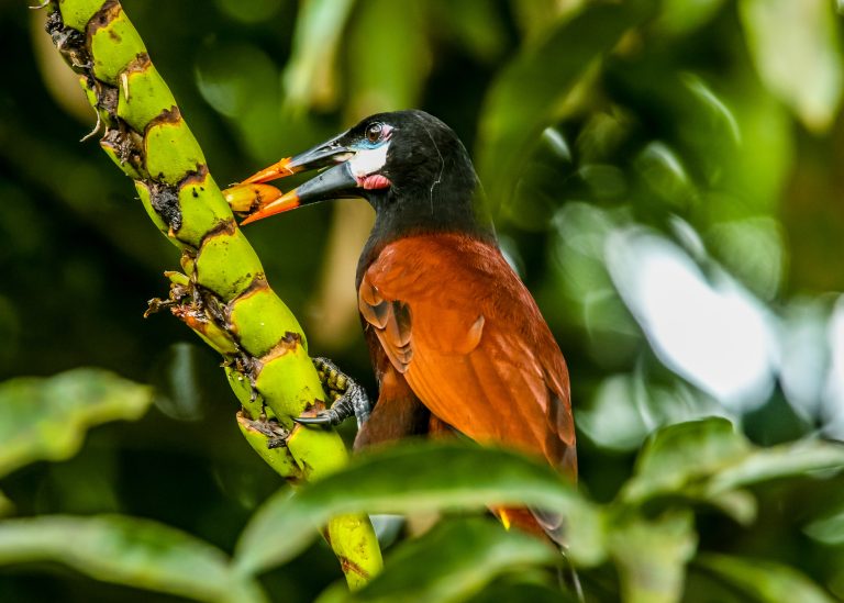 Montezuma Oropendola