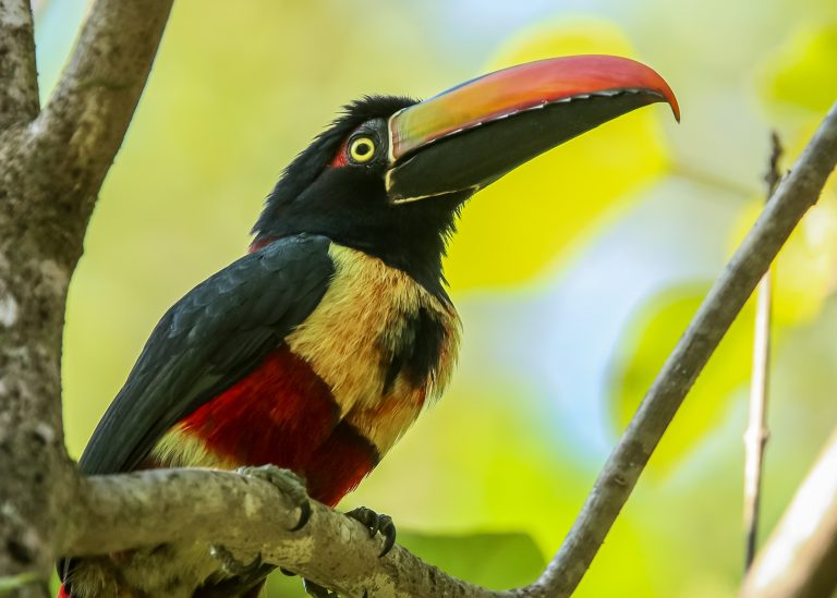 Fiery-billed Aracari