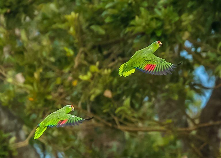 Red-lored Parrot