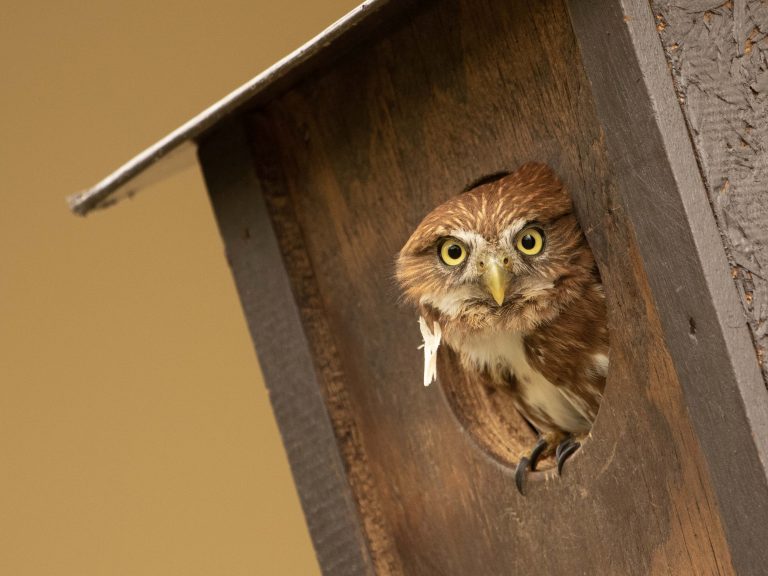Ferruginous Pygmy Owl