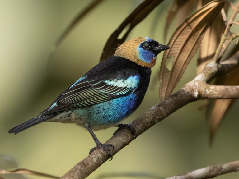 Golden-hooded Tanager