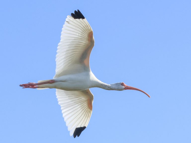 White Ibis