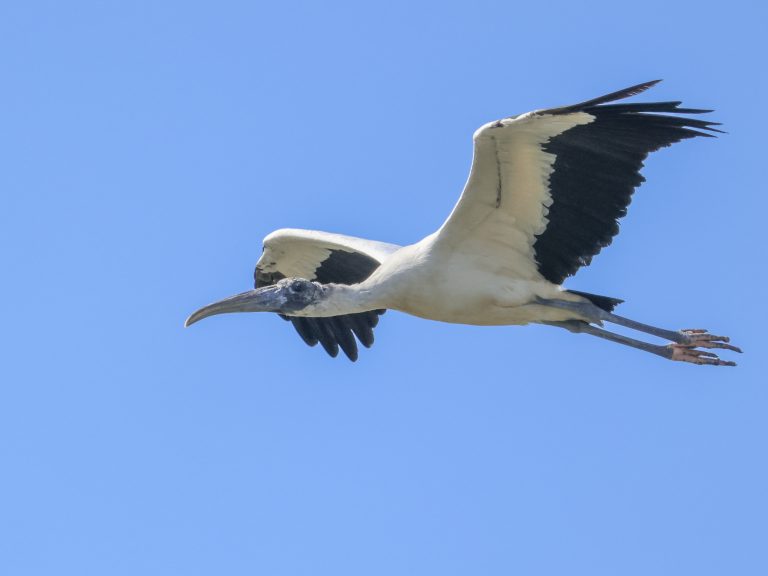 Wood Stork