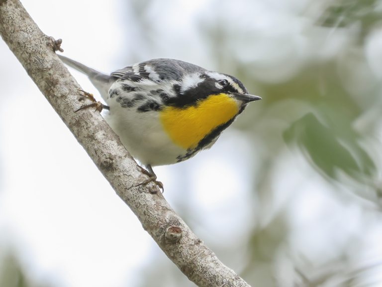 Yellow-throated Warbler