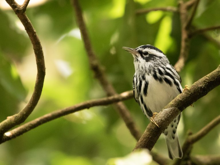 Black-and-white Warbler