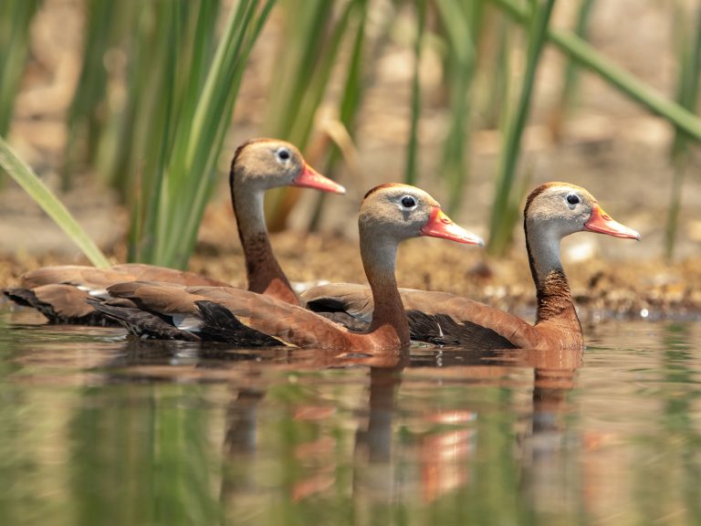 Black-bellied Whistling Duck