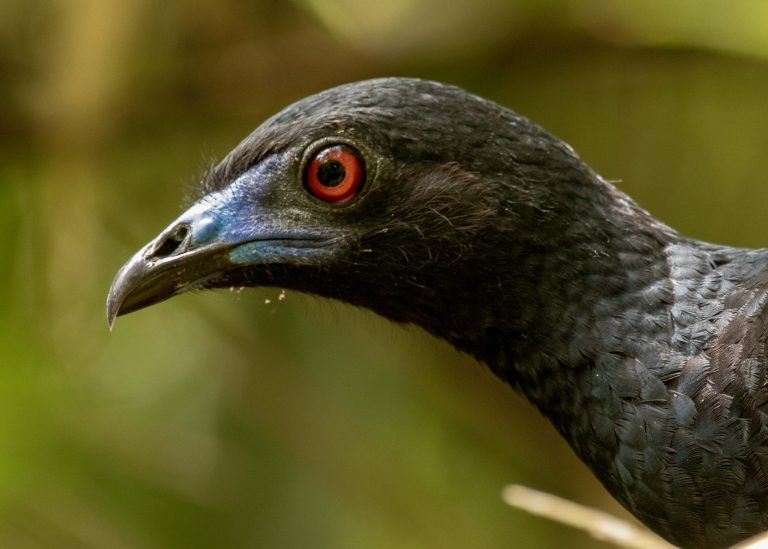 Black Guan