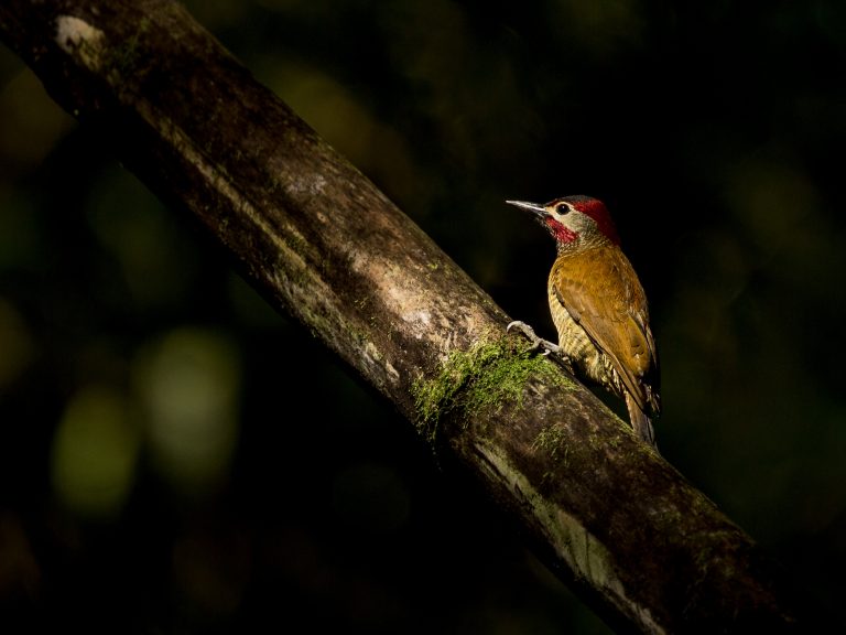 Golden-olive Woodpecker