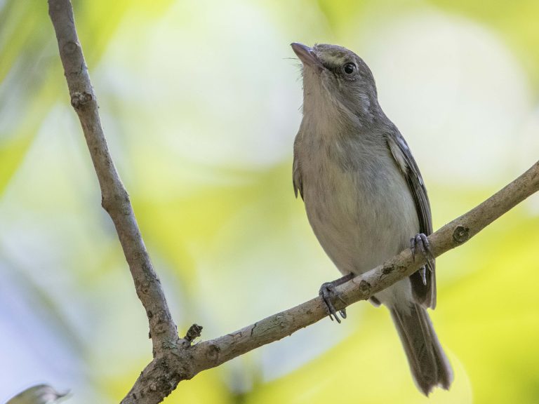 Mangrove Vireo