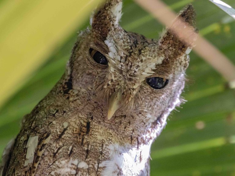 Pacific Screech Owl