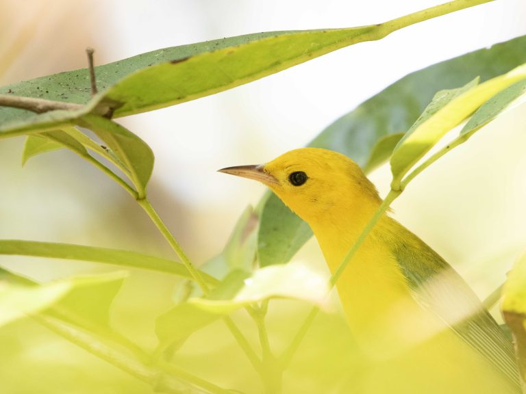 Prothonotary Warbler