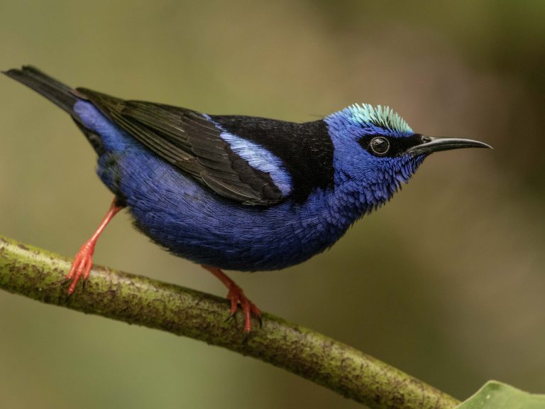 Red-legged Honeycreeper