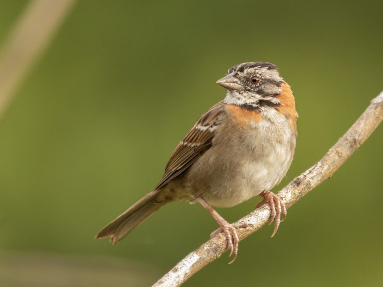 Rufous-collared Sparrow
