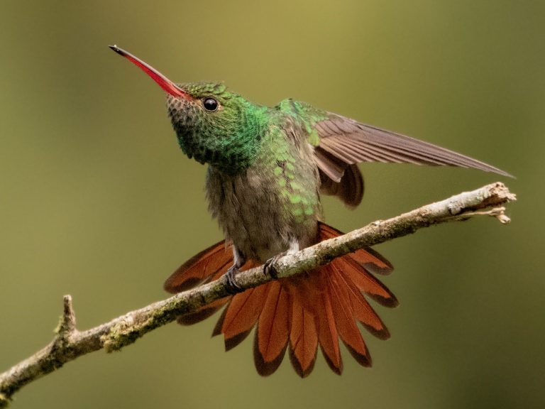 Rufous-tailed Hummingbird