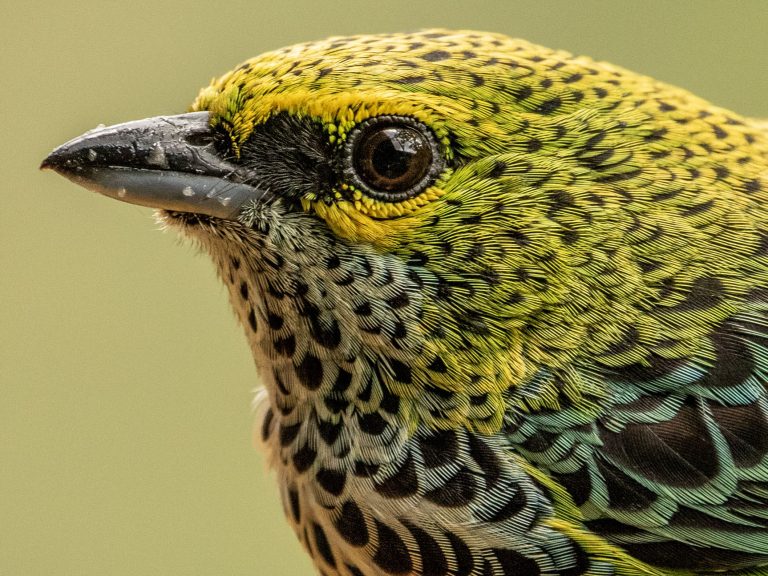 Speckled Tanager