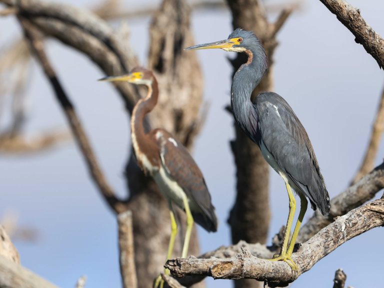Tricolored Heron