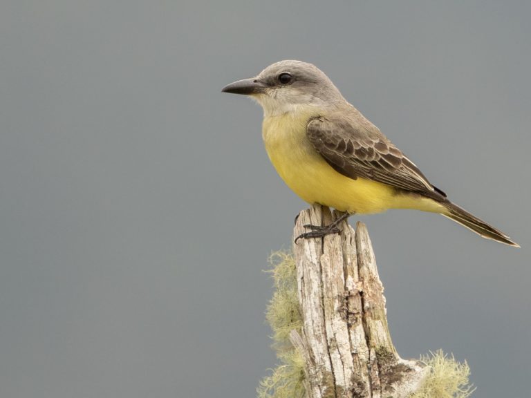 Tropical Kingbird