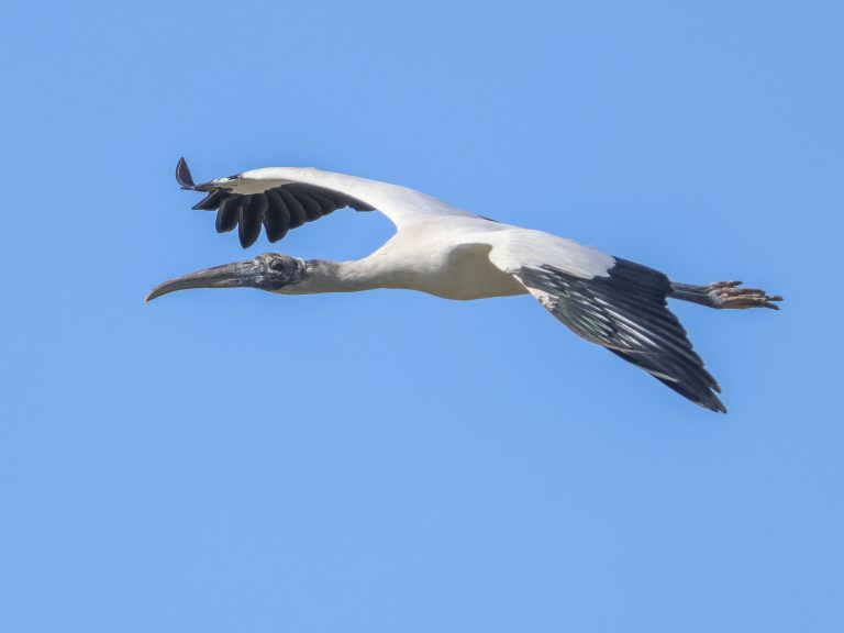 Wood Stork