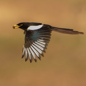 Yellow-billed Magpie