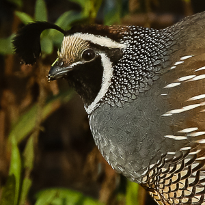 California Quail