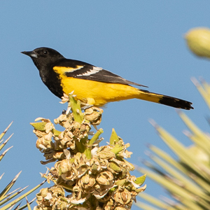 Scott's Oriole
