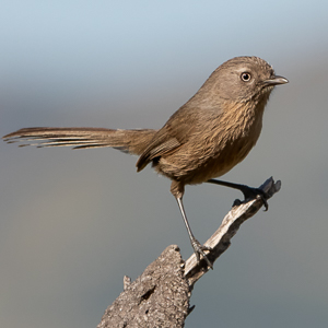Wrentit