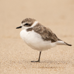 Snowy Plover