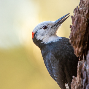 White-headed Woodpecker