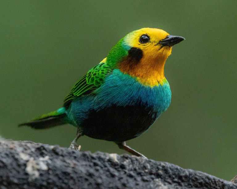 Multicolored Tanager