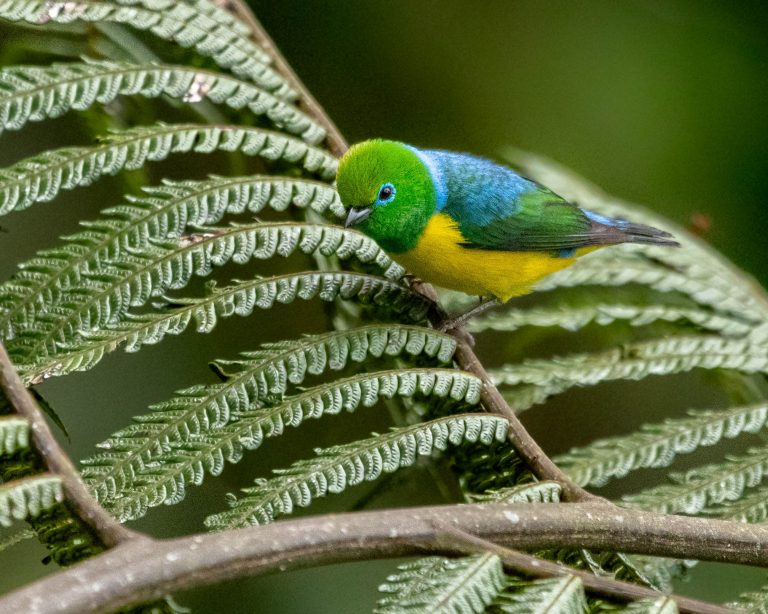 Blue-naped Chlorophonia