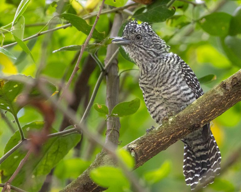 Bar-crested Antshrike
