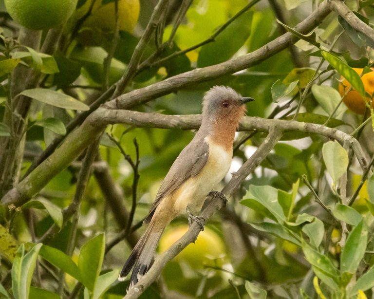 Dwarf Cuckoo