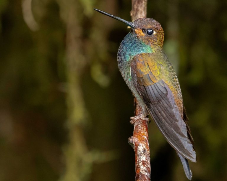 Rufous-gaped Hillstar