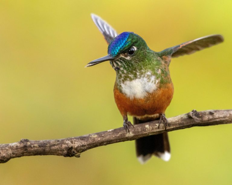 Violet-tailed Sylph