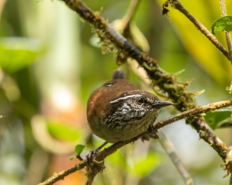 Munchique Wood-Wren