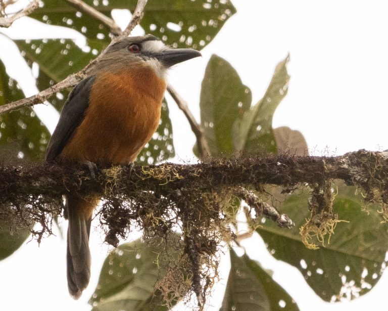 White-faced Nunbird