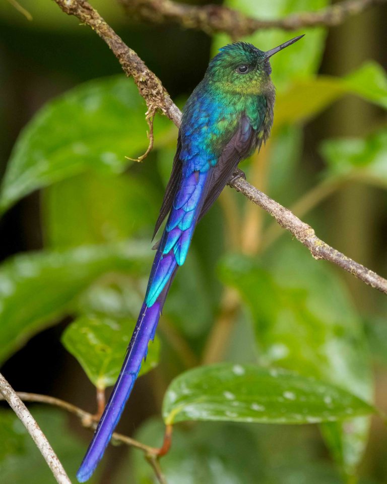 Violet-tailed Sylph