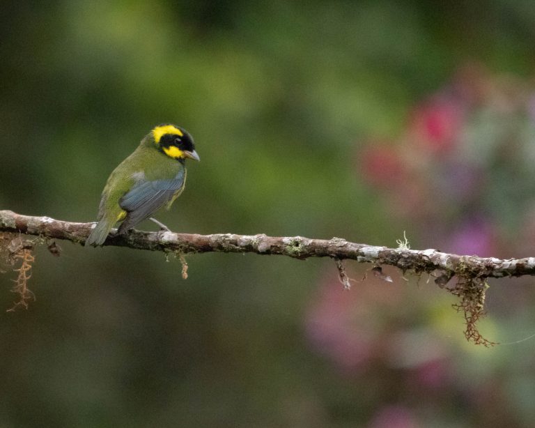 Gold-ringed Tanager