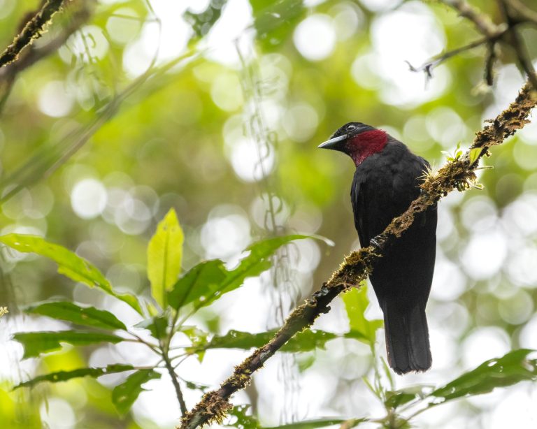 Purple-throated Fruitcrow