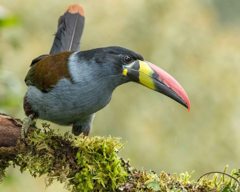 Gray-breasted Mountain Toucan