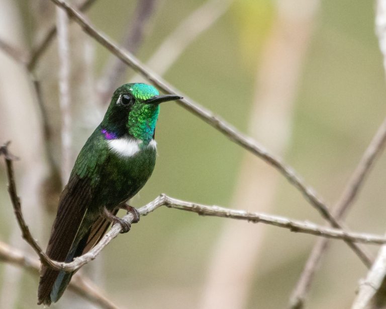 White-throated Daggerbill