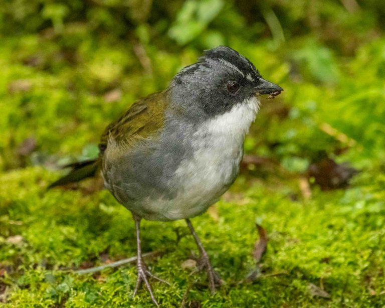 Gray-browed Brushfinch
