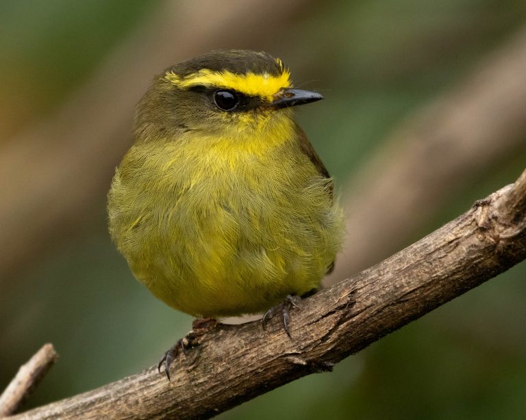 Yellow-bellied Chat-Tyrant