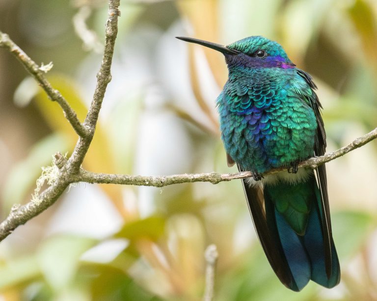 Sparkling Violetear