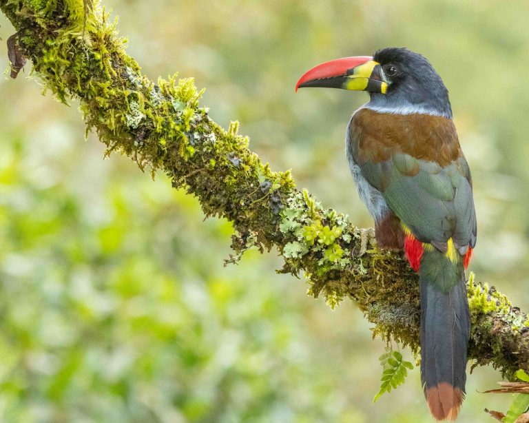 Gray-breasted Mountain Toucan