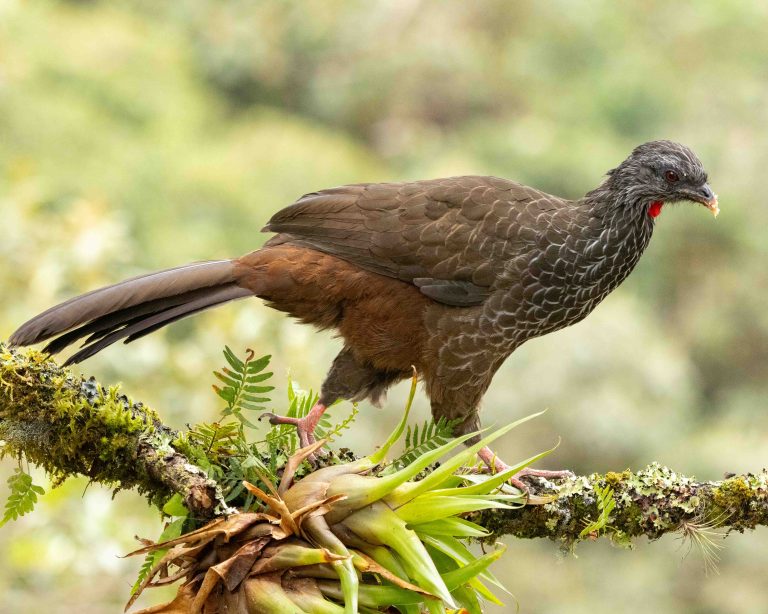 Andean Guan